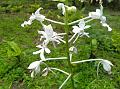 White Crane Orchid
